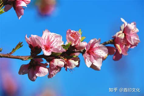 牆外桃花|八字如何区分“墙内桃花”和“墙外桃花